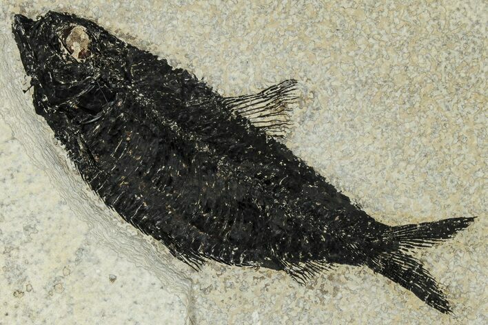 Detailed Fossil Fish (Knightia) - Wyoming #327888
